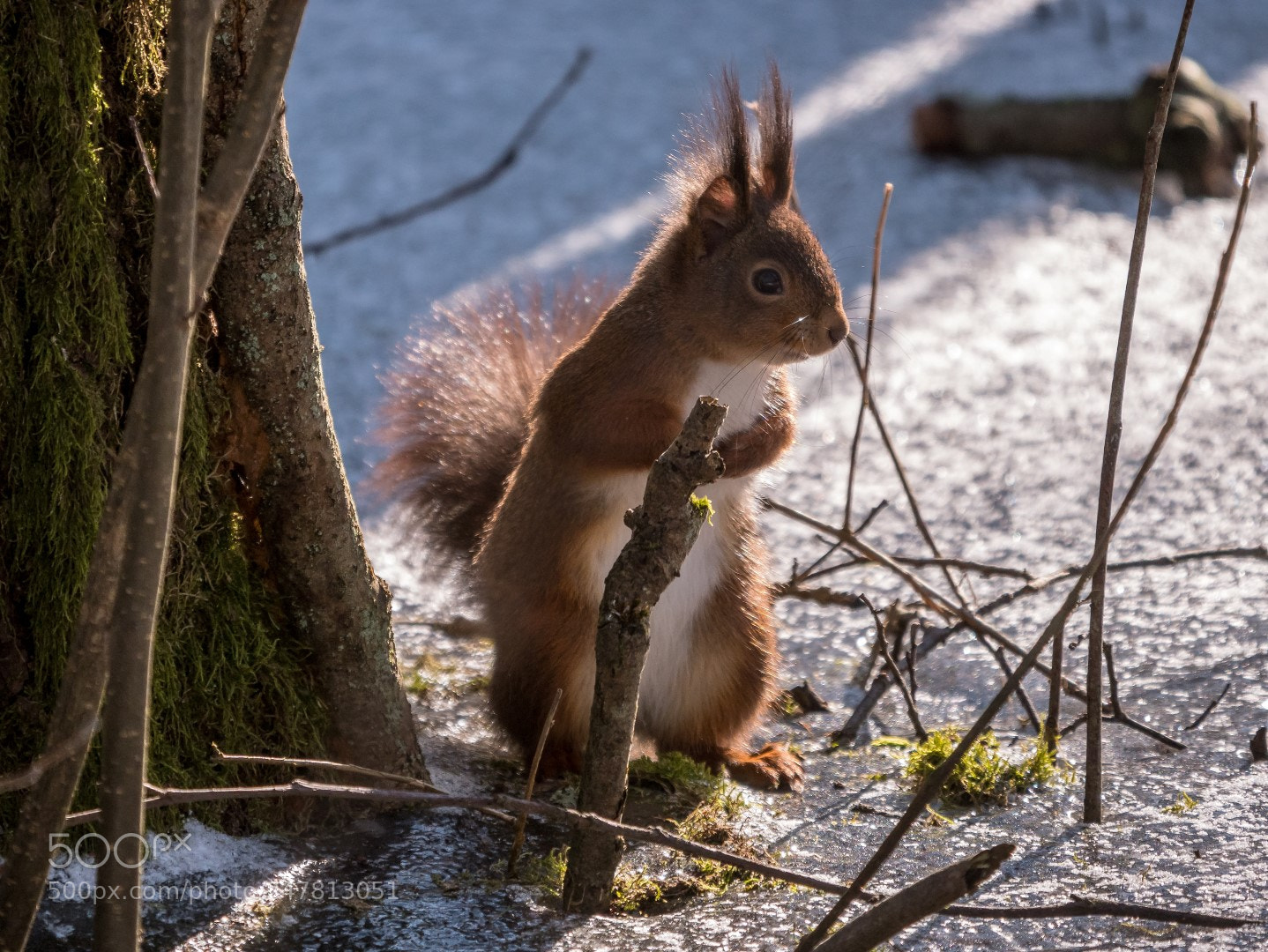 Panasonic Lumix DMC-GX85 (Lumix DMC-GX80 / Lumix DMC-GX7 Mark II) sample photo. Squirrel photography
