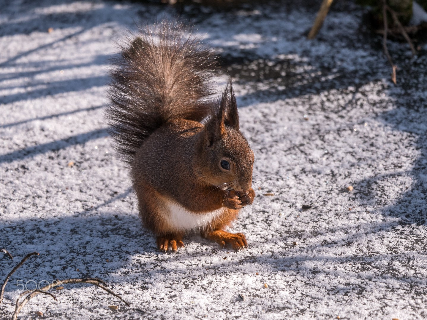 Panasonic Lumix DMC-GX85 (Lumix DMC-GX80 / Lumix DMC-GX7 Mark II) sample photo. Squirrel photography