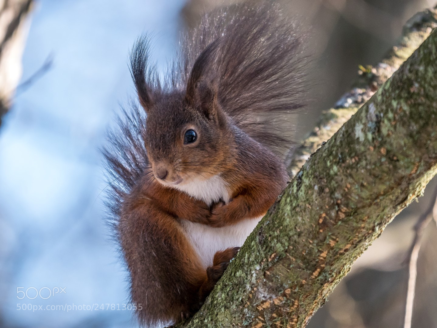 Panasonic Lumix DMC-GX85 (Lumix DMC-GX80 / Lumix DMC-GX7 Mark II) sample photo. Squirrel photography
