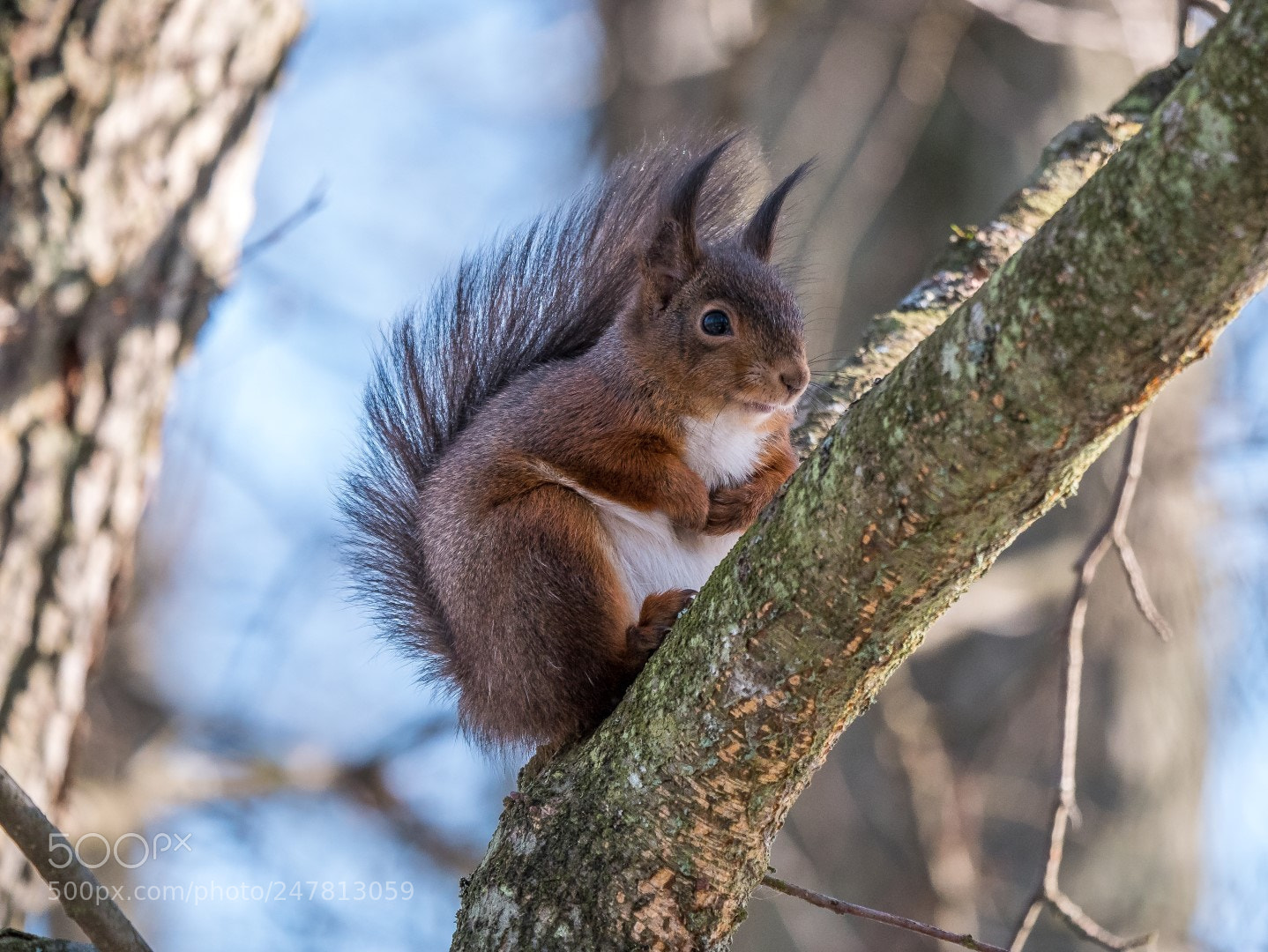 Panasonic Lumix DMC-GX85 (Lumix DMC-GX80 / Lumix DMC-GX7 Mark II) sample photo. Squirrel photography