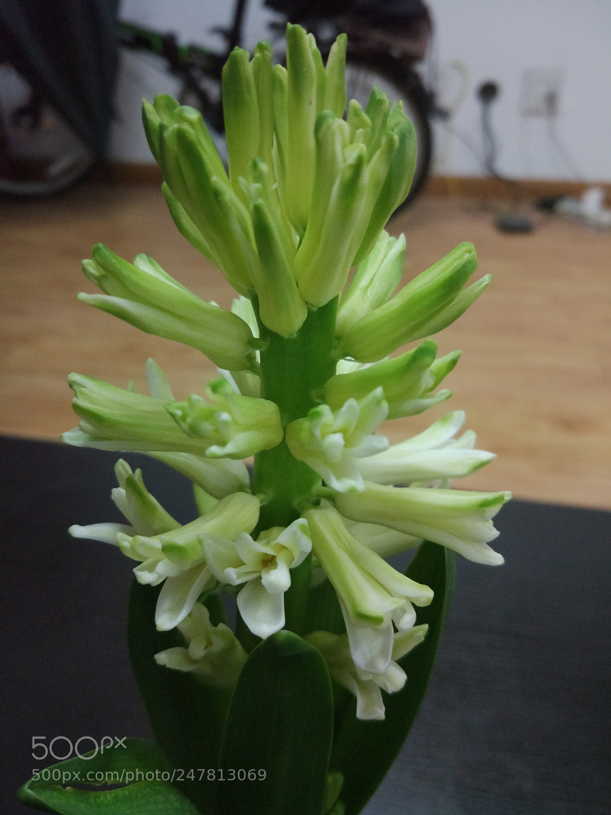 Xiaomi MI 5 sample photo. Flower photography