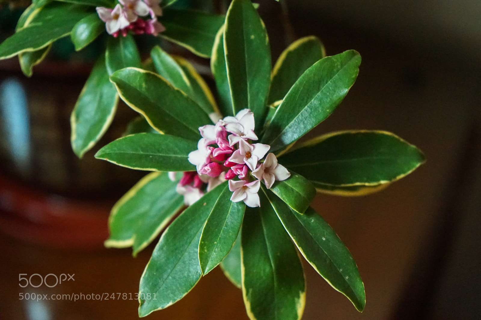 Sony a7 sample photo. Dsc photography