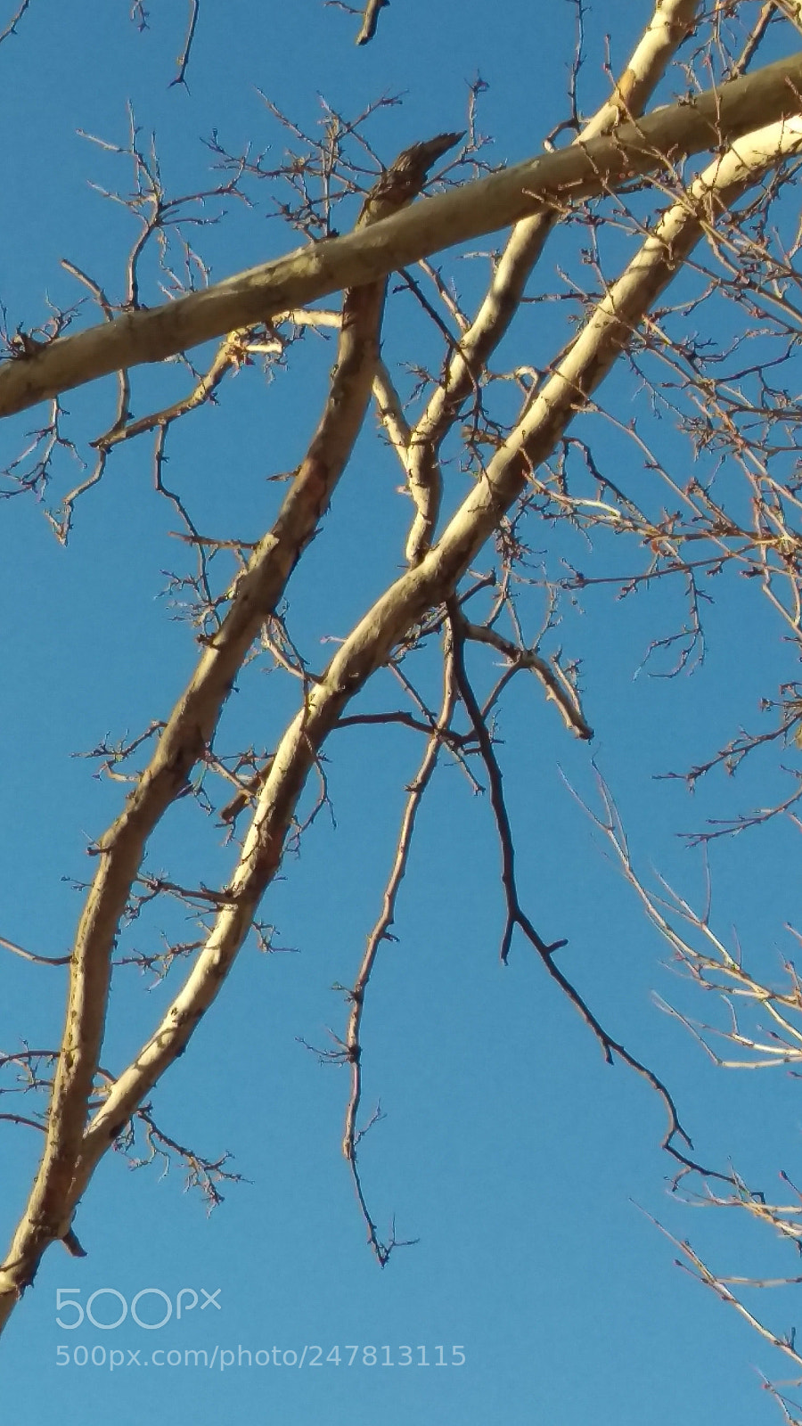 HTC ONE M9 sample photo. The sky within branches photography