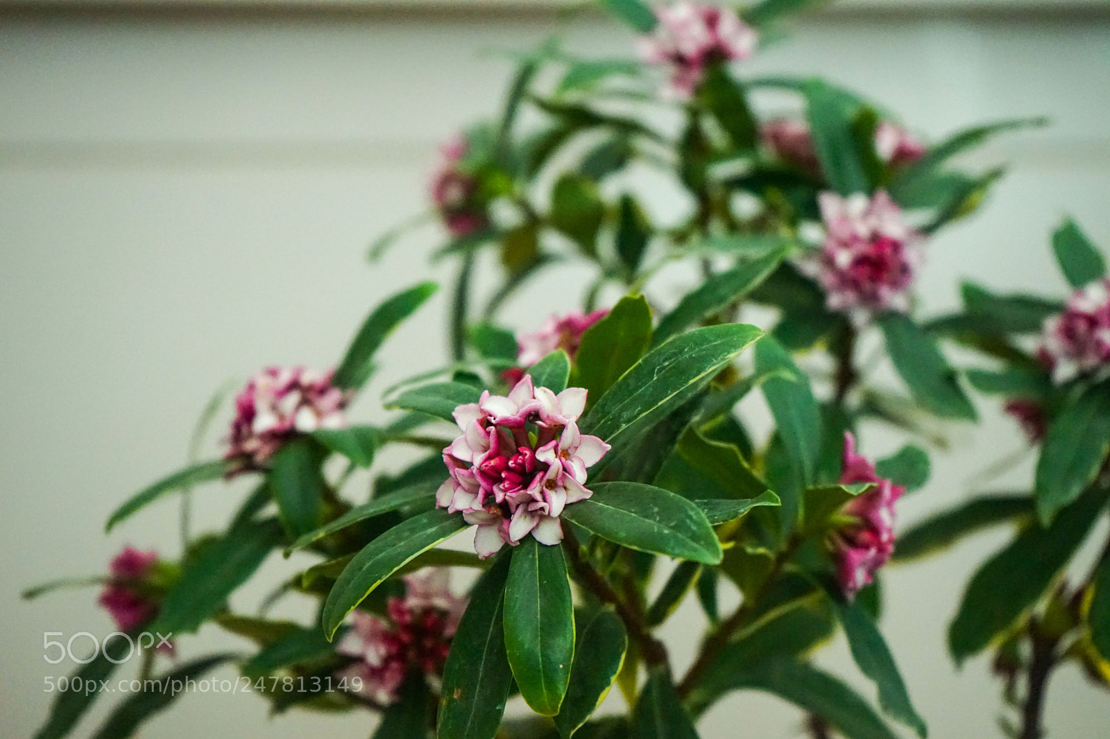 Sony a7 sample photo. Dsc photography