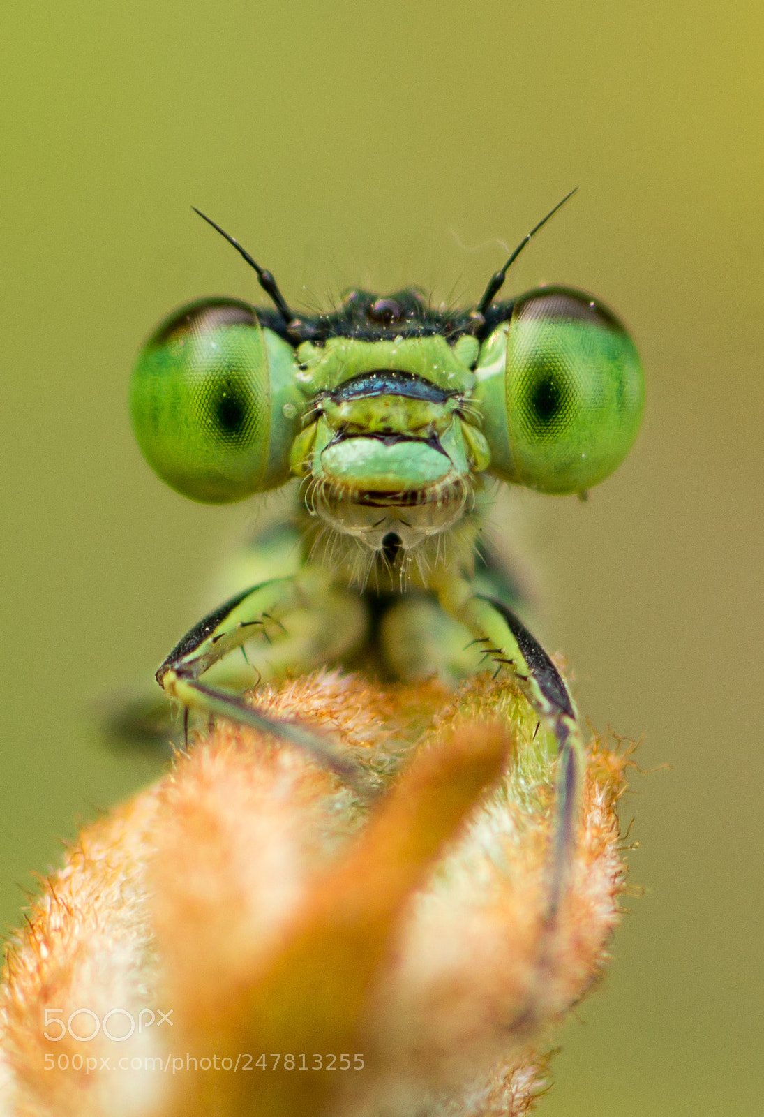 Canon EOS 1200D (EOS Rebel T5 / EOS Kiss X70 / EOS Hi) sample photo. Damselfly smiling portrait. photography