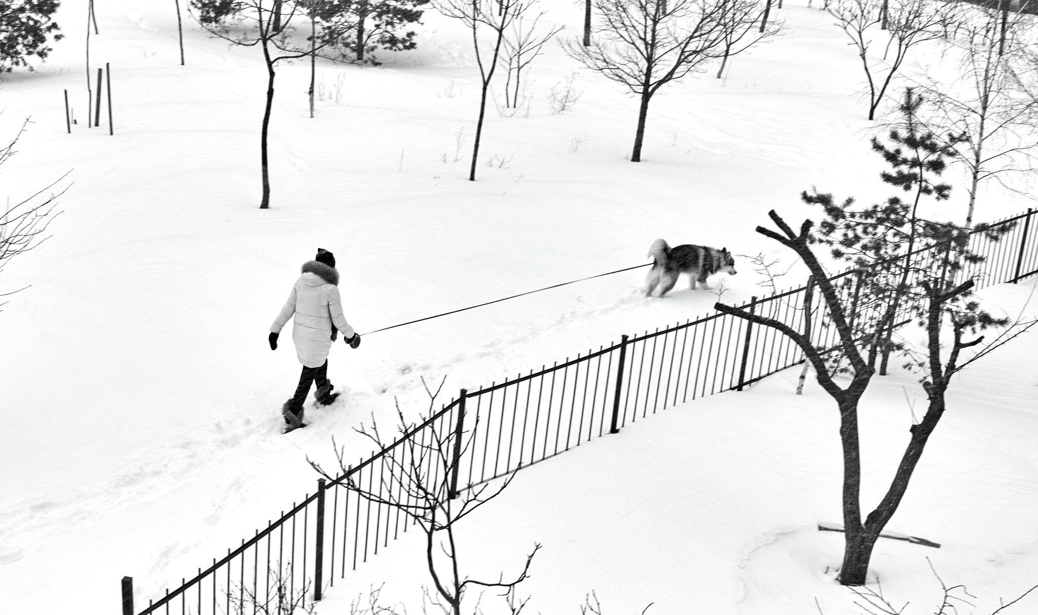 Nikon D7100 sample photo. Pulling the leash photography