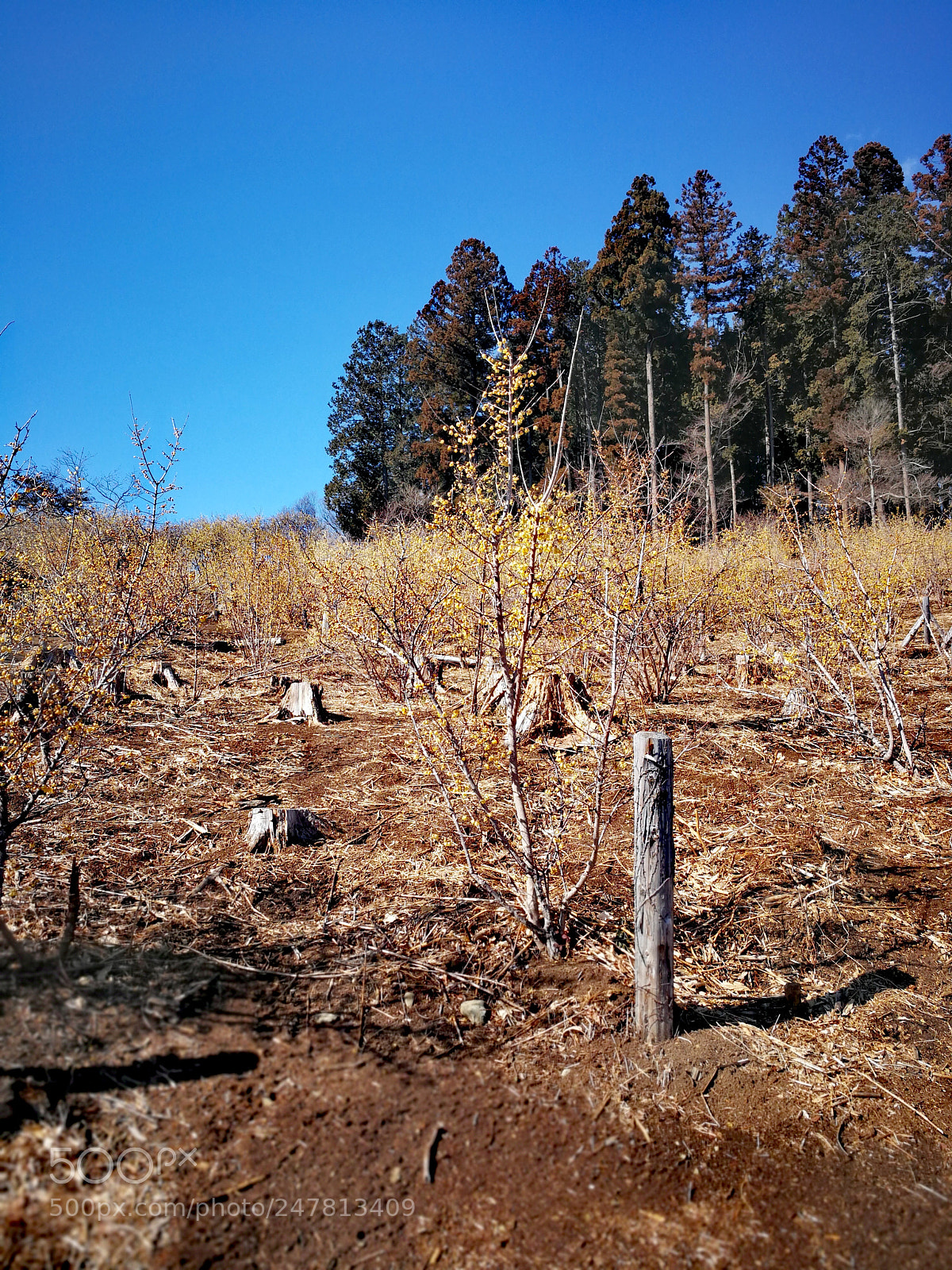 HUAWEI Mate 9 sample photo. 宝登山 photography