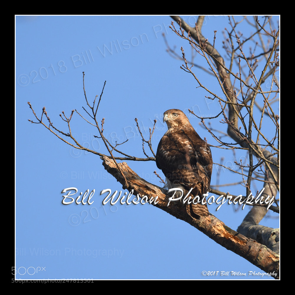 Nikon D500 sample photo. Red tailed hawk photography