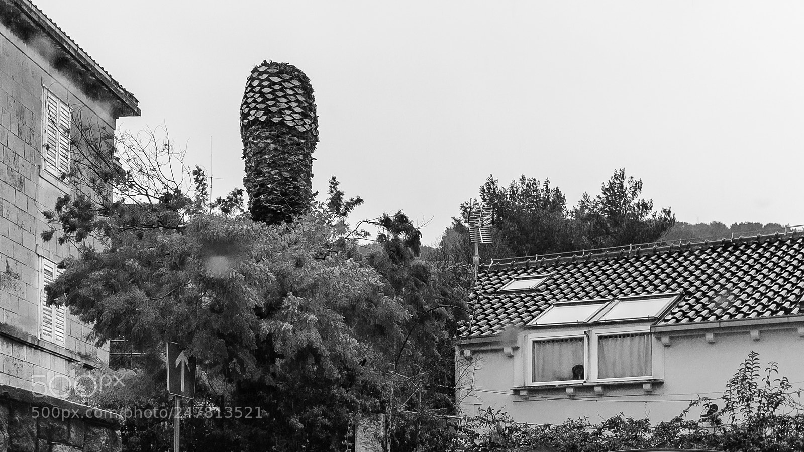 Fujifilm FinePix X100 sample photo. Upside-down tree and a photography