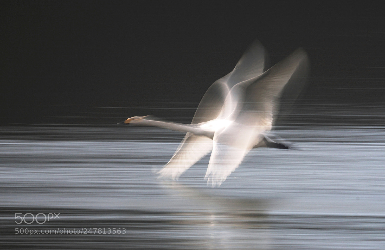 Sony ILCA-77M2 sample photo. (flapping motion capture) photography
