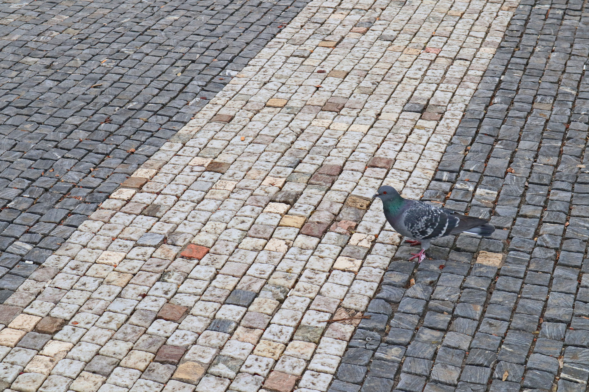 Canon EOS M5 + Canon EF-M 15-45mm F3.5-6.3 IS STM sample photo. Pigeon photography