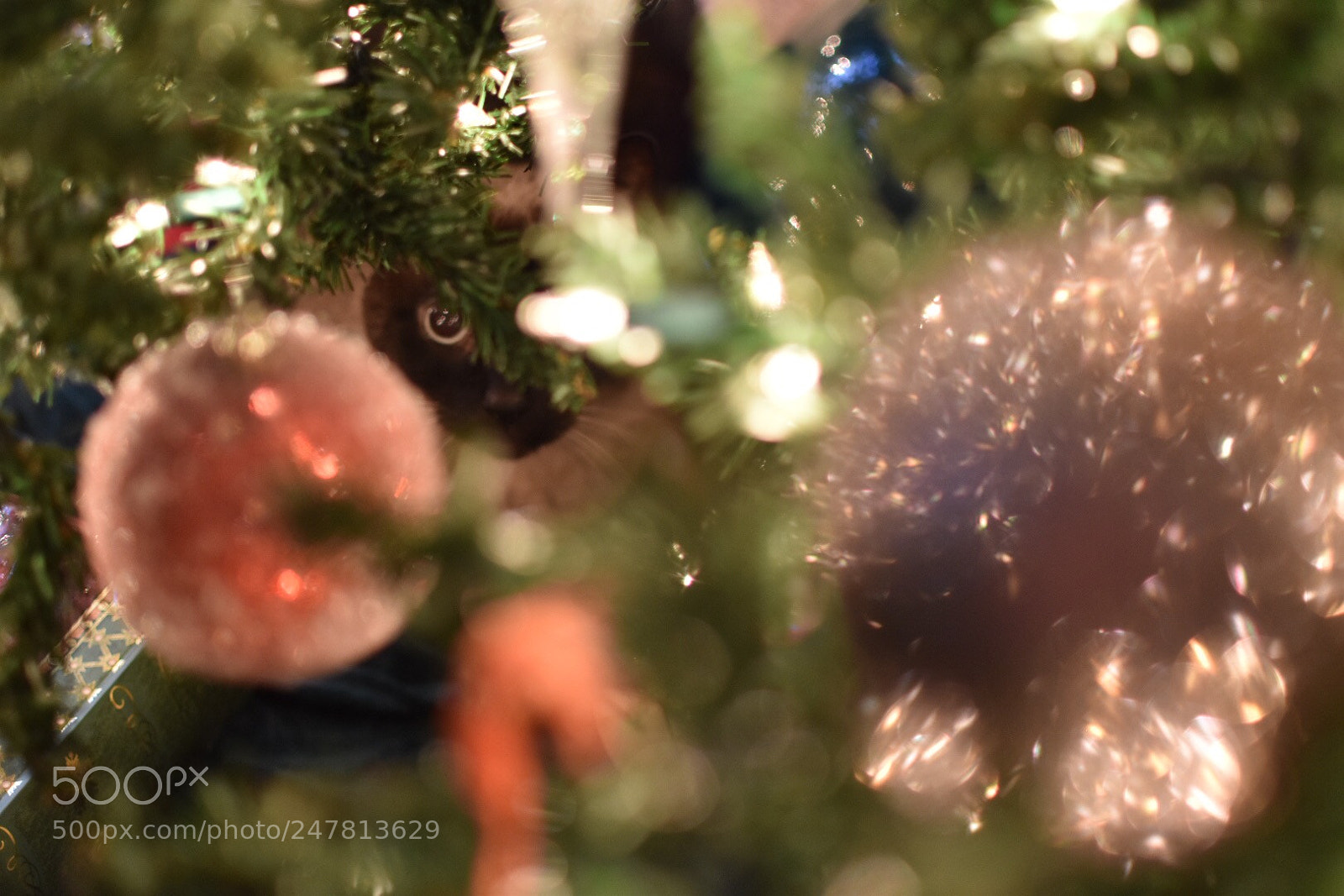 Nikon D5500 sample photo. I spy with my photography