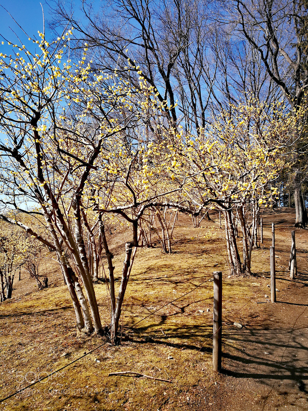 HUAWEI Mate 9 sample photo. 宝登山 photography