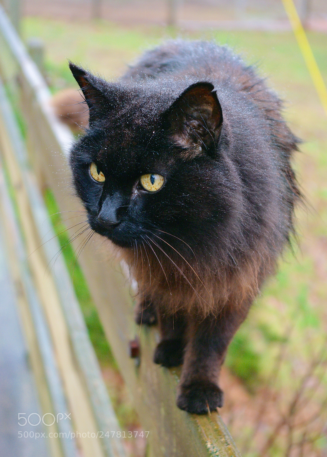 Pentax K20D sample photo. Maximus photography