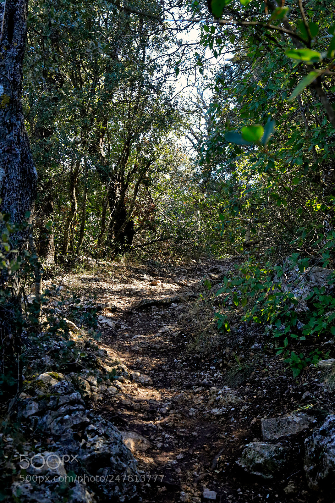 Canon EOS 6D Mark II sample photo. Lost photography