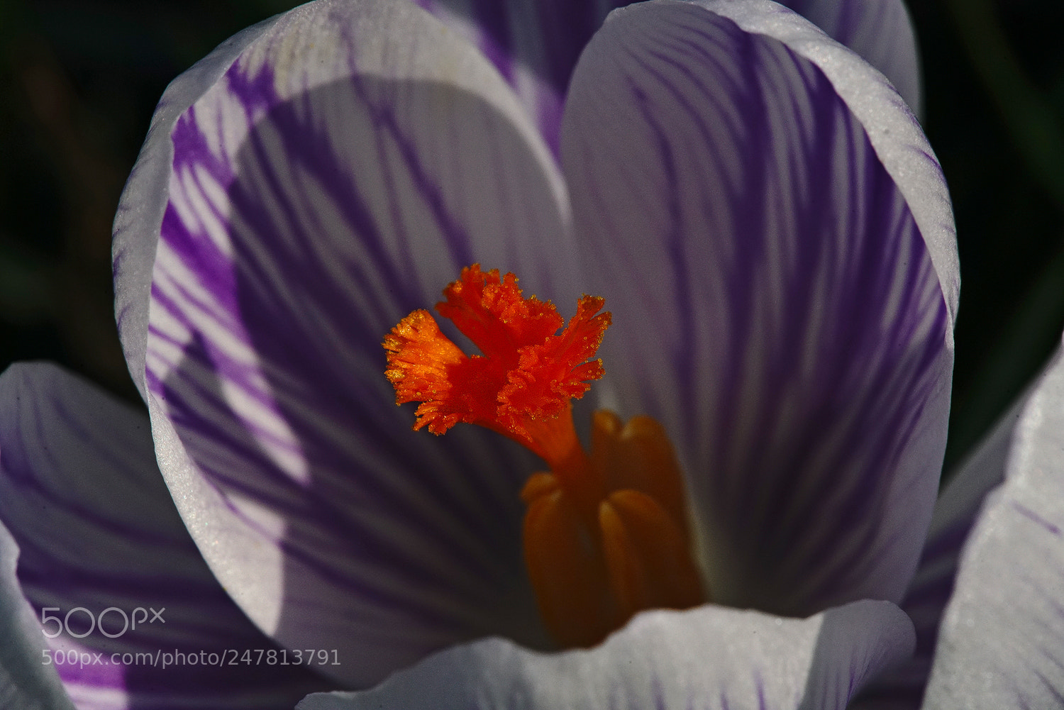 Sony a7R II sample photo. Seeking sun photography