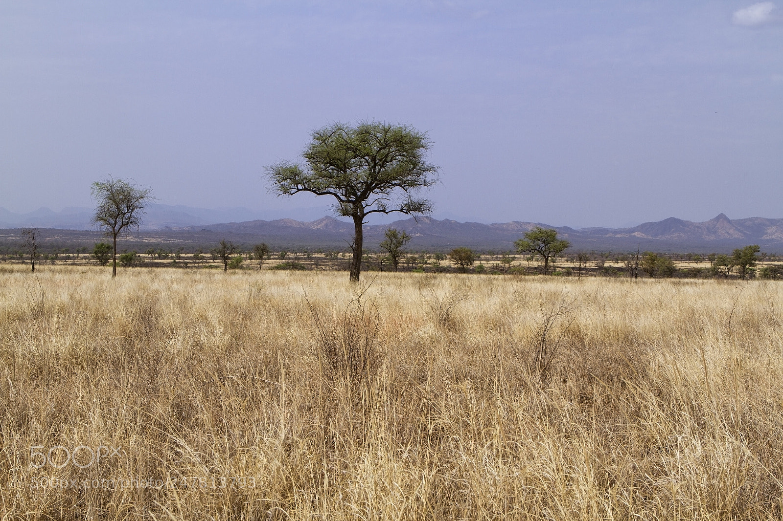 Canon EOS 7D sample photo. Savana photography