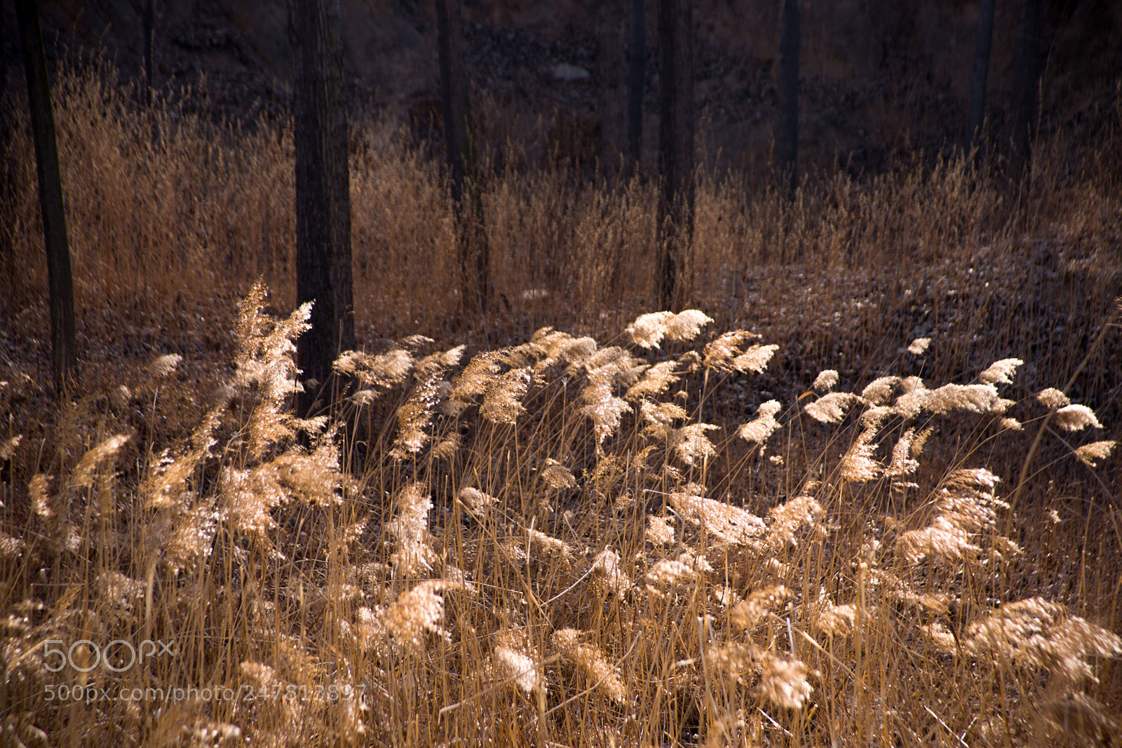 Sony Alpha DSLR-A850 sample photo. 风 photography