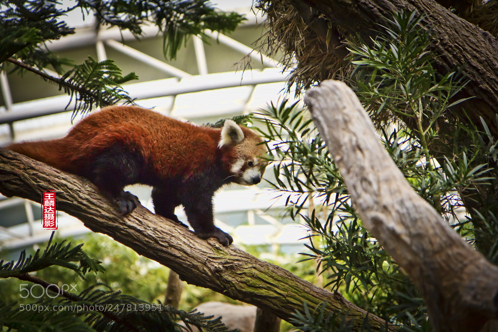 Canon EOS 60D sample photo. Orange and brown racoon photography