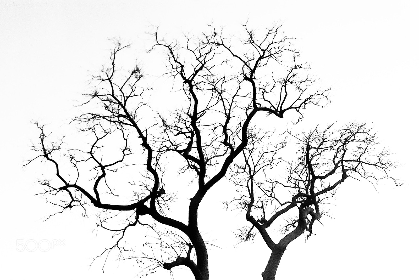 Samsung Galaxy S5 sample photo. Dendritic photography