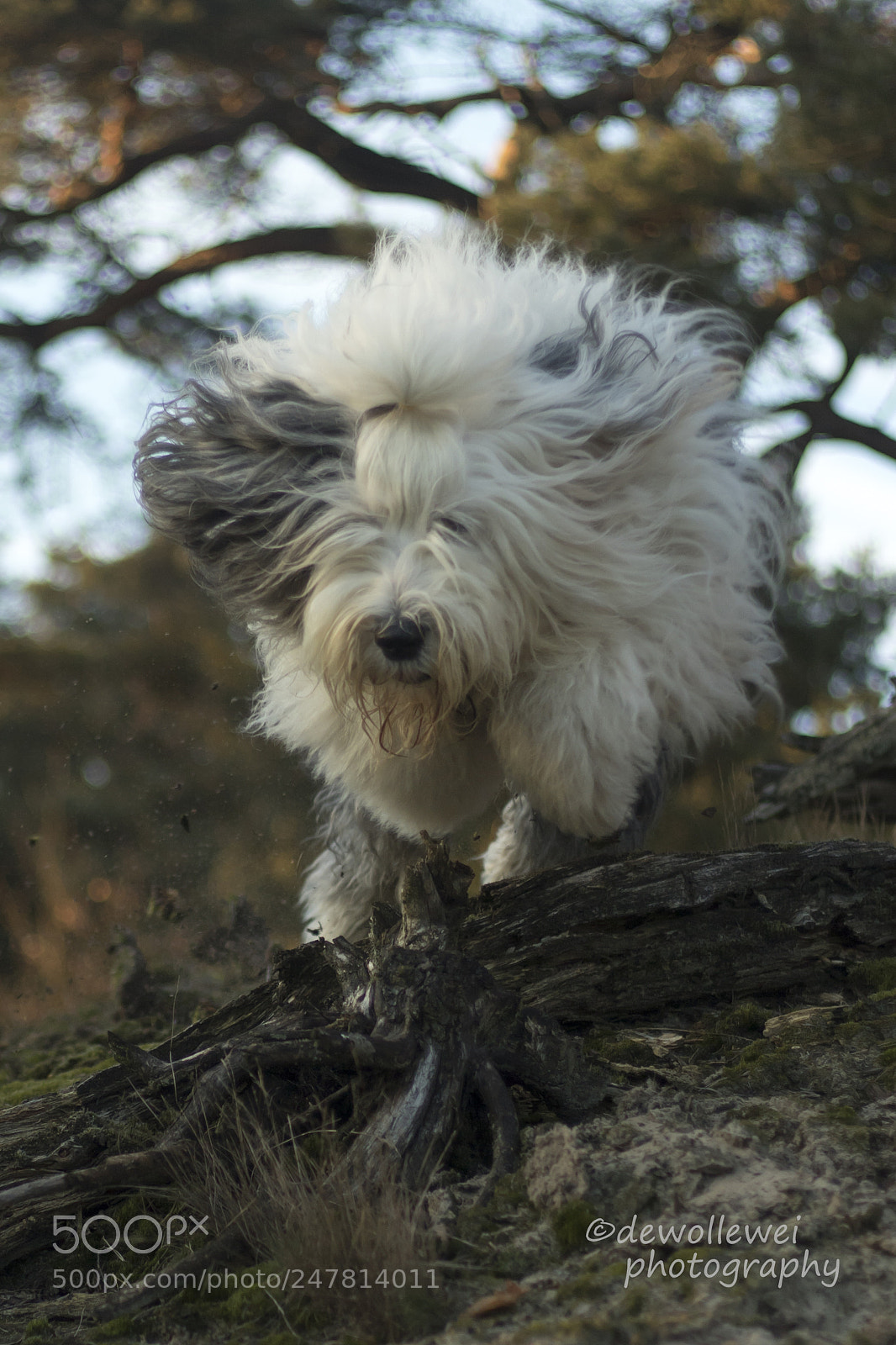 Canon EOS 7D Mark II sample photo. Scarlett's jump photography