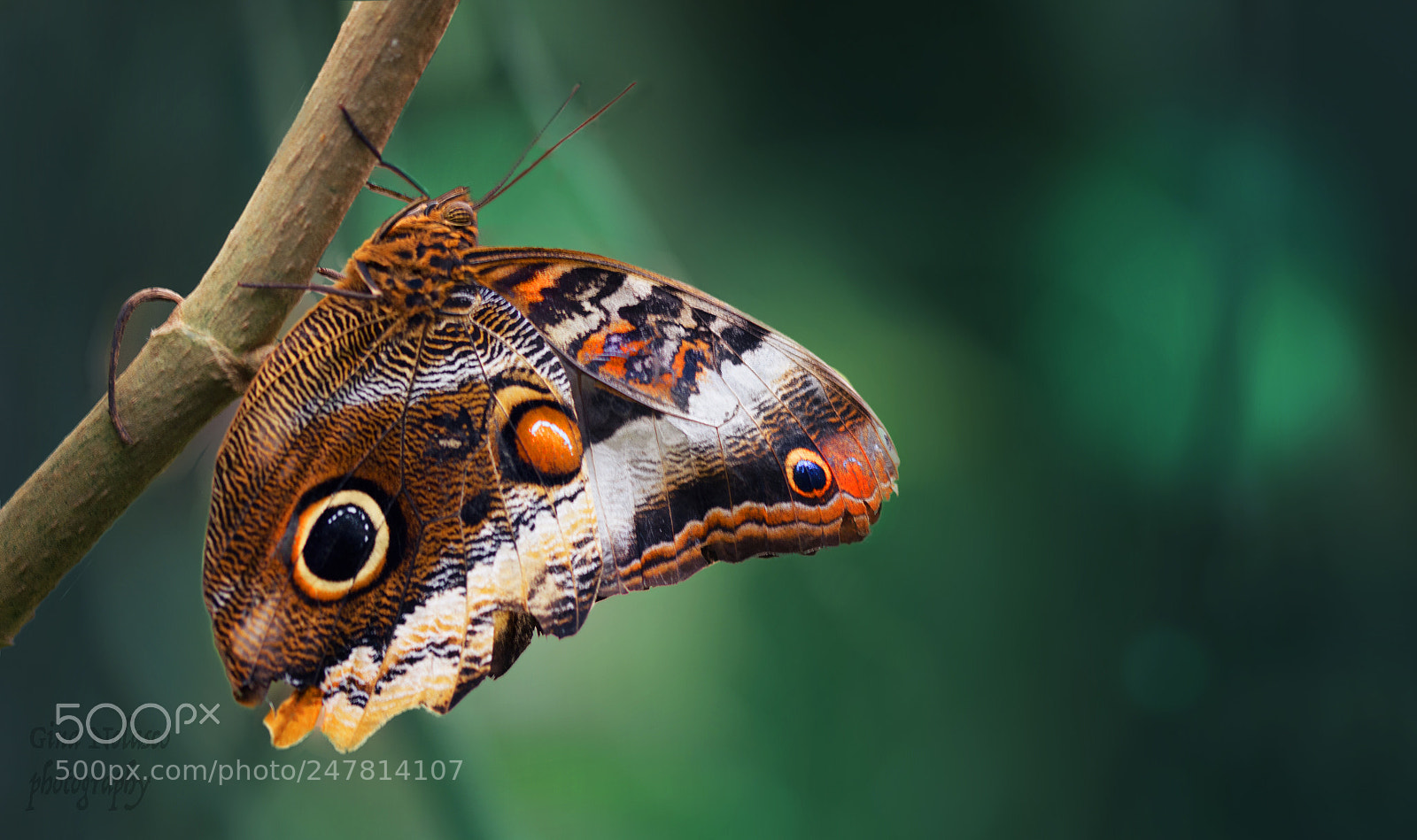 Nikon D3200 sample photo. Owl butterfly photography