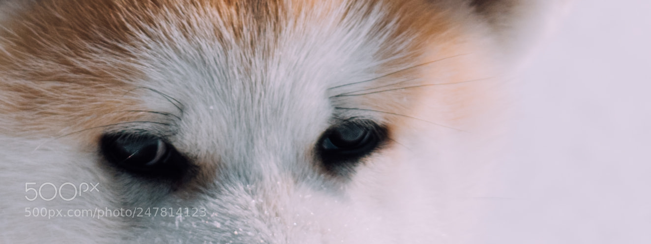 Olympus OM-D E-M1 Mark II sample photo. Akita eyes photography