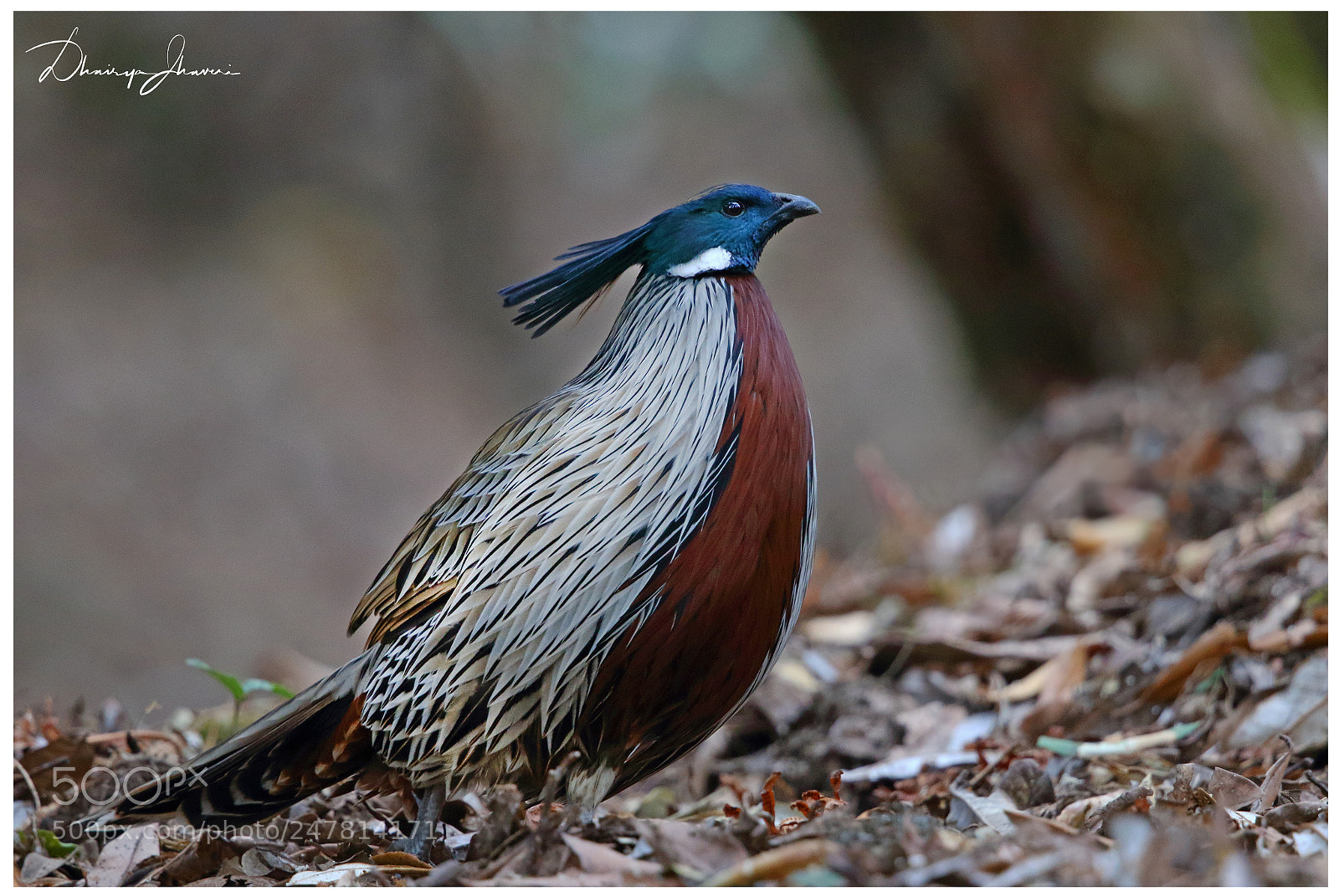 Canon EOS 7D Mark II sample photo. Koklass pheasant photography
