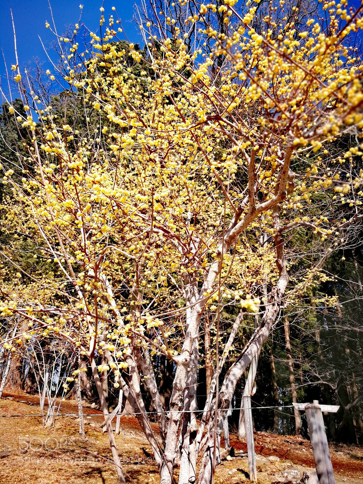 HUAWEI Mate 9 sample photo. 宝登山 photography