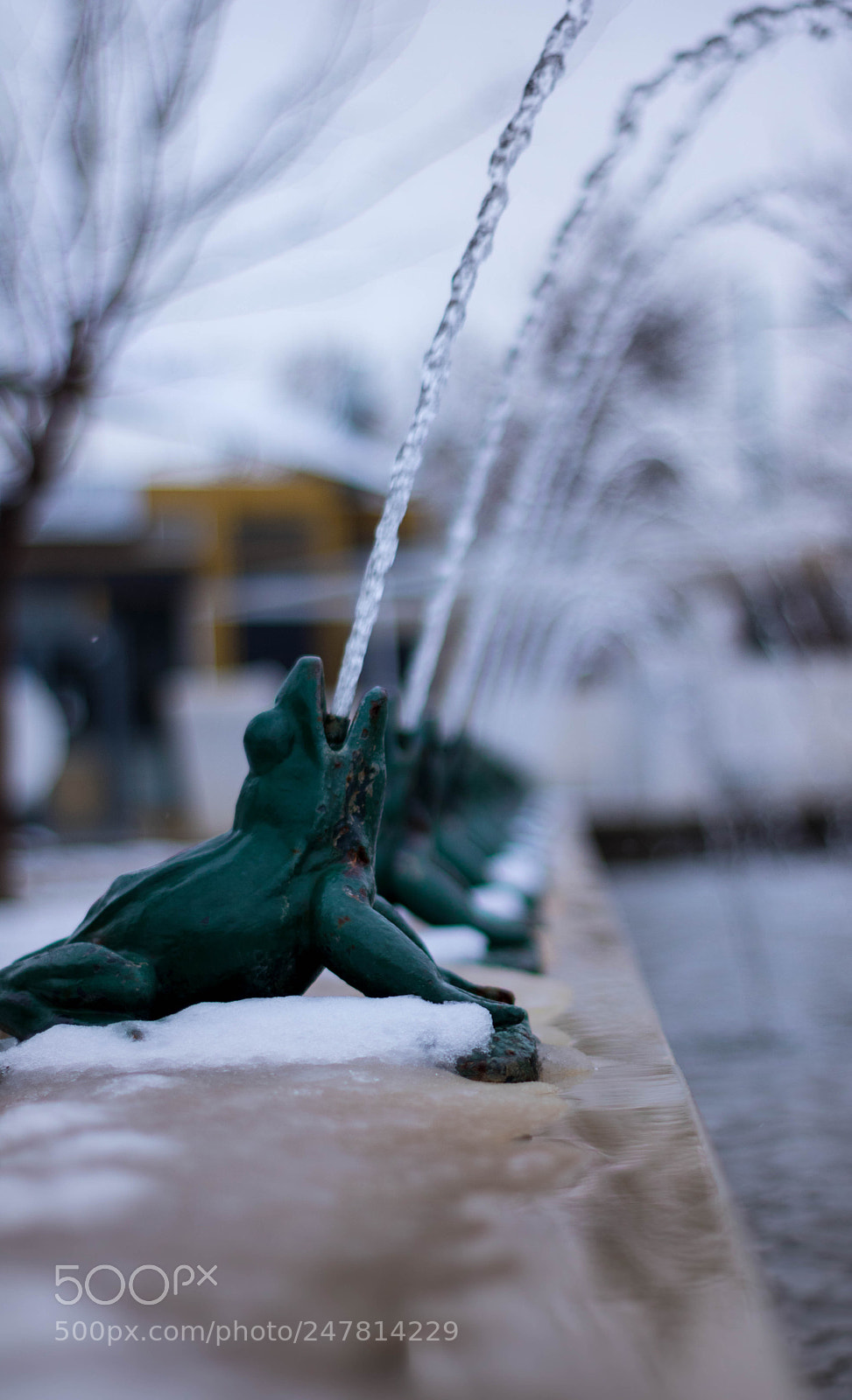 Canon EOS 750D (EOS Rebel T6i / EOS Kiss X8i) sample photo. Spitting frog photography