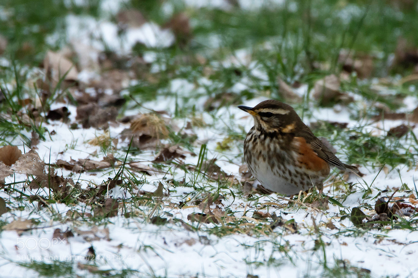 Nikon D7200 sample photo. Turdus iliacus - redwing photography