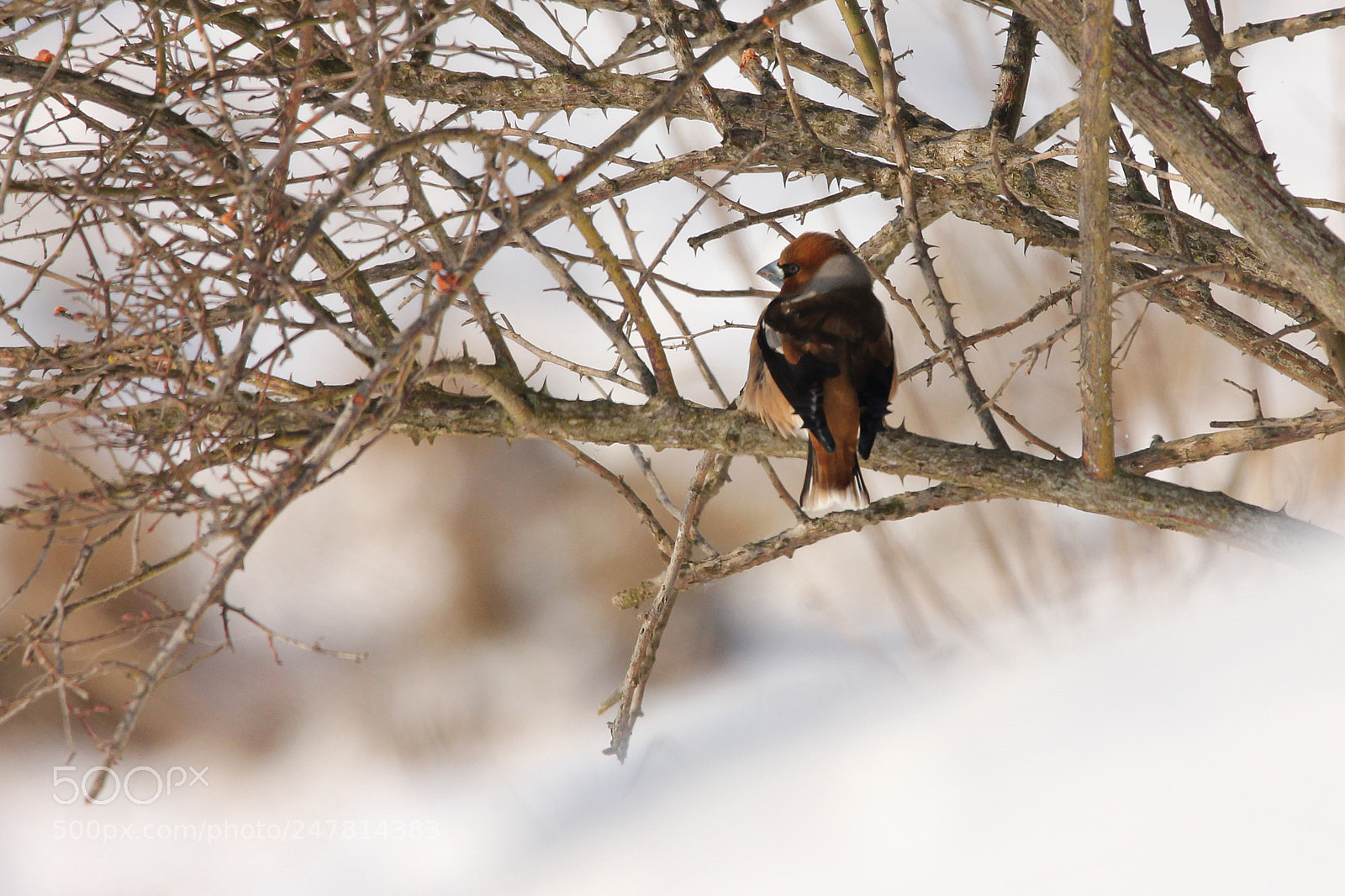 Canon EOS 550D (EOS Rebel T2i / EOS Kiss X4) sample photo. Hawfinch in the snow photography