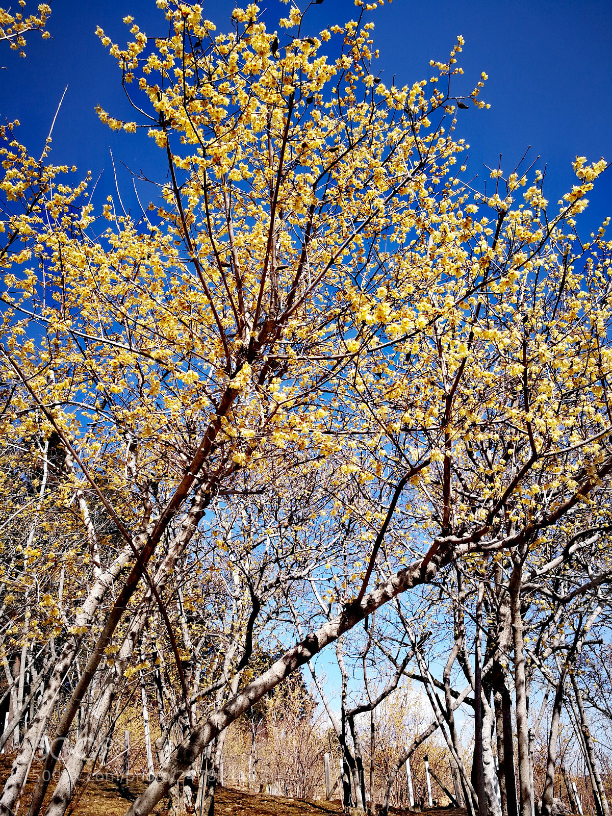 HUAWEI Mate 9 sample photo. 宝登山 photography