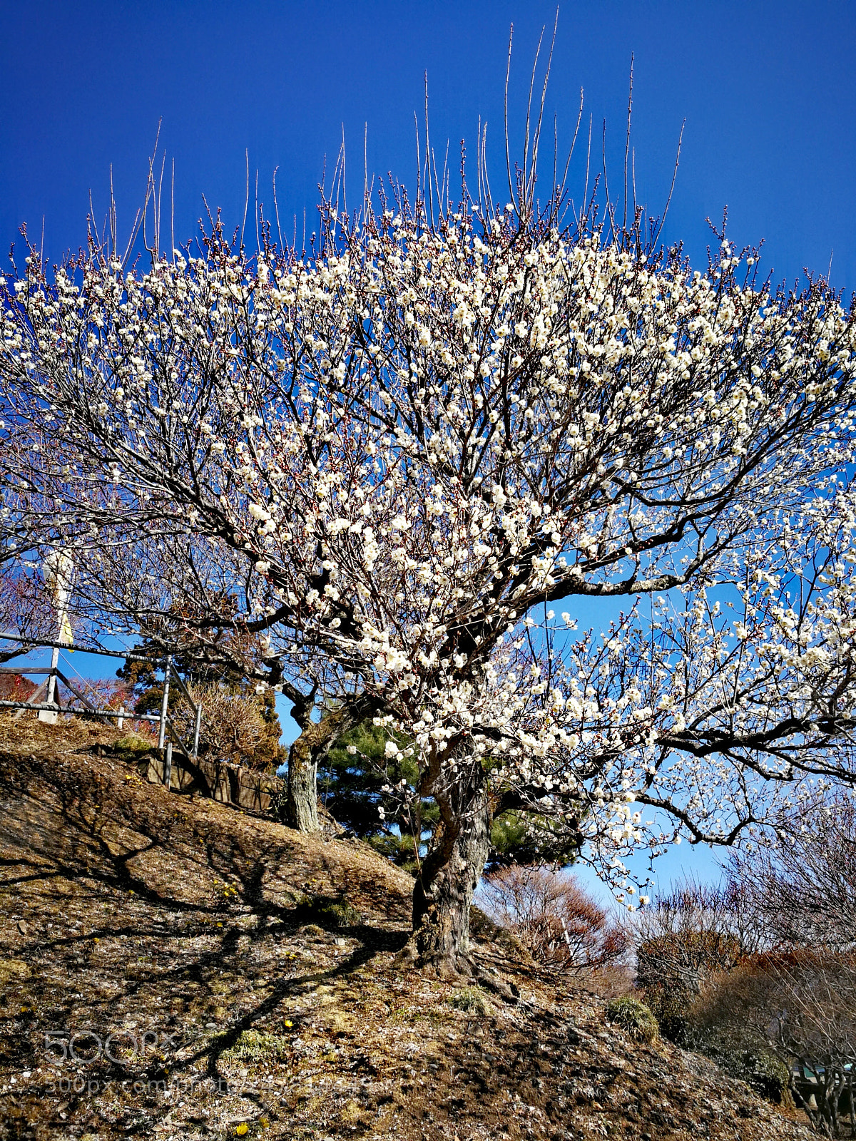 HUAWEI Mate 9 sample photo. 宝登山 photography