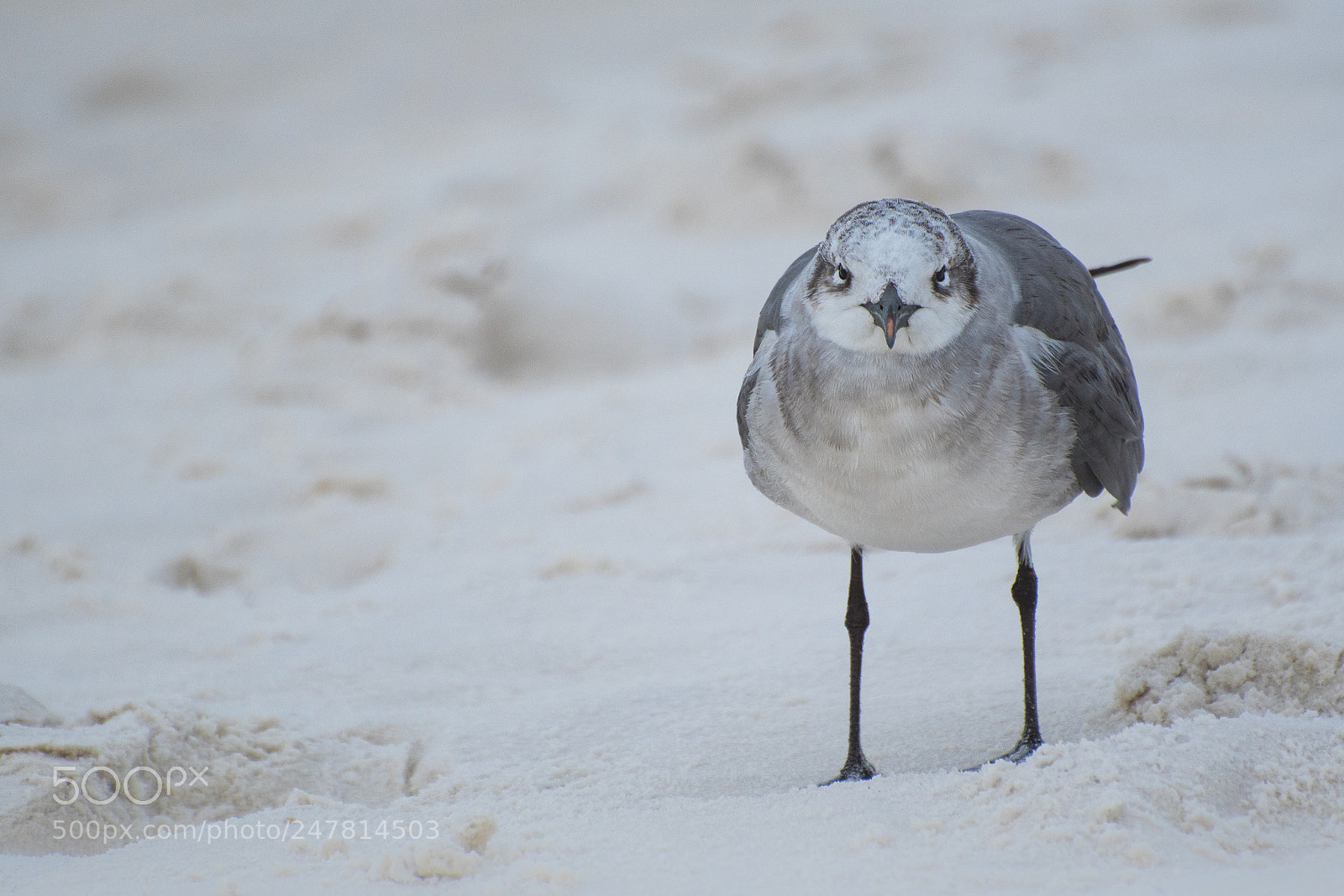 Nikon D500 sample photo. Gull photography
