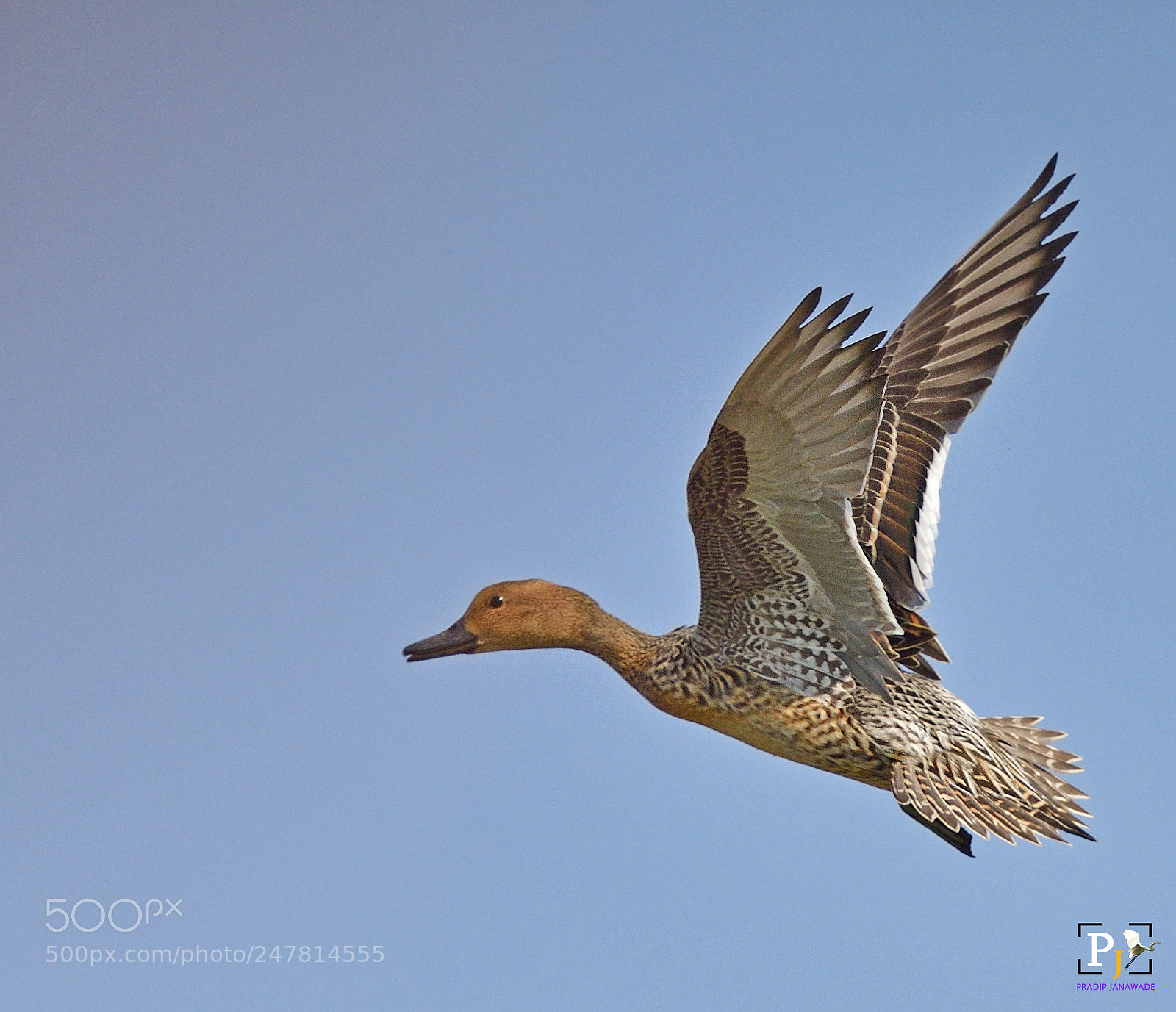 Nikon D500 sample photo. Northan pintail photography