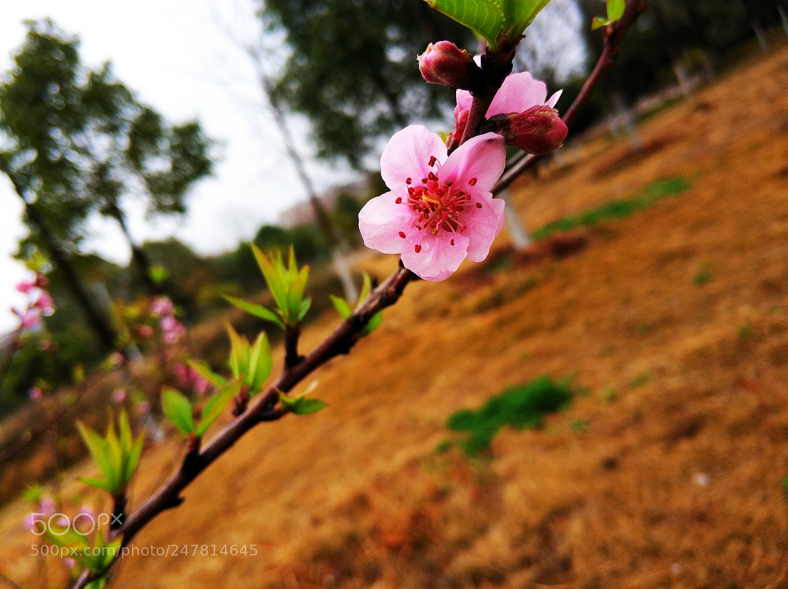 Xiaomi MI6 sample photo. Untitled photography