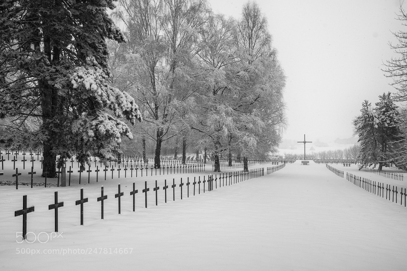 Nikon D500 sample photo. Under the snow photography