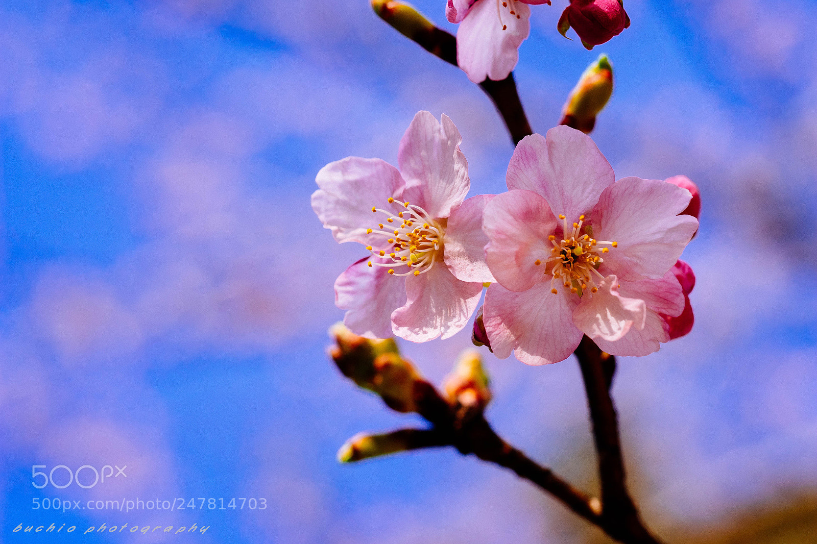 Olympus OM-D E-M1 sample photo. Kawazu cherry tree photography