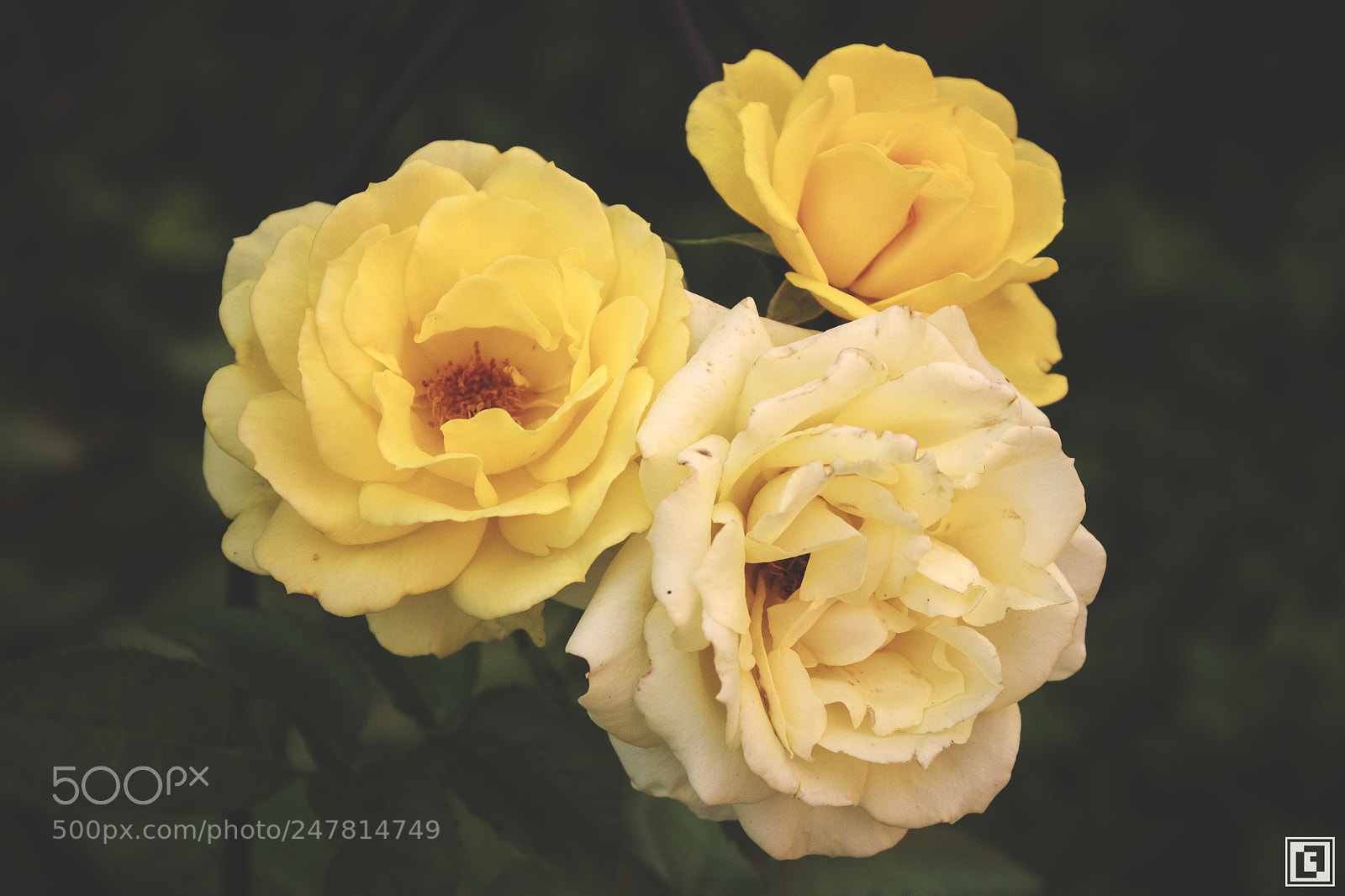Canon EOS 600D (Rebel EOS T3i / EOS Kiss X5) sample photo. 2 lf 2018 photography