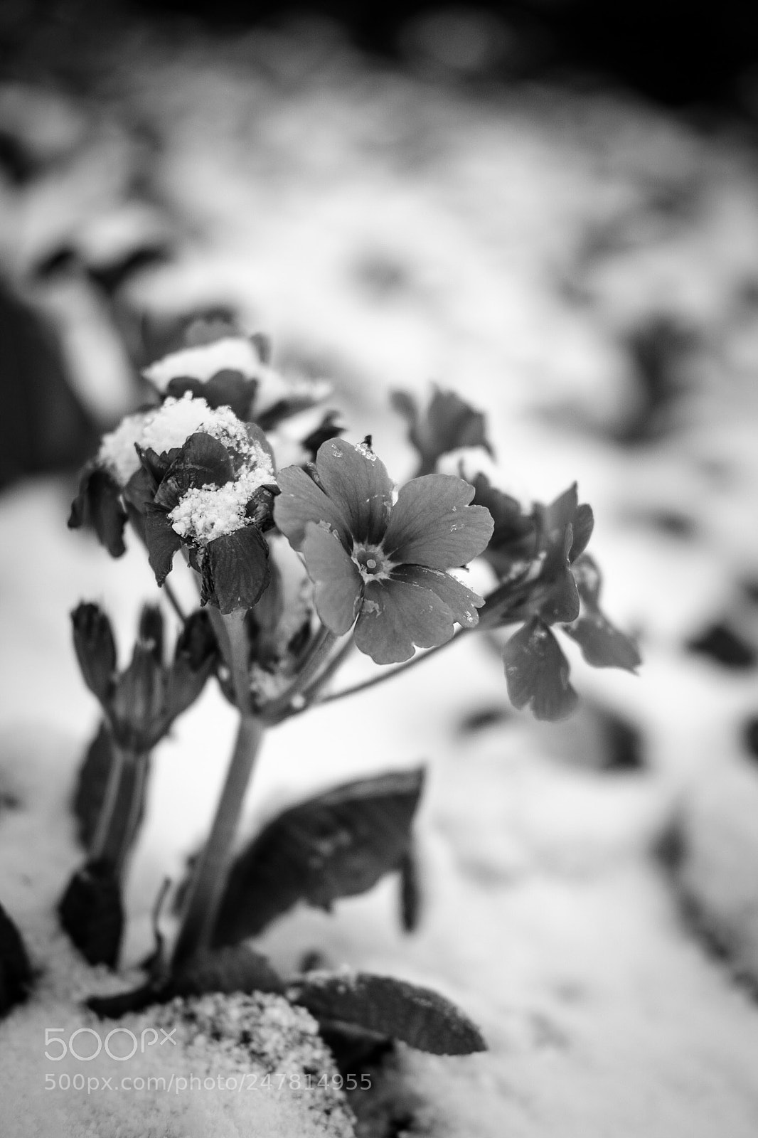 Fujifilm X-Pro1 sample photo. Untitled photography