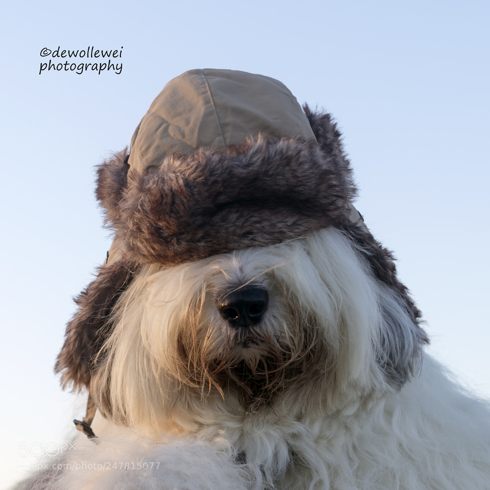 Canon EOS 7D Mark II sample photo. Shane's  winter shelfie photography