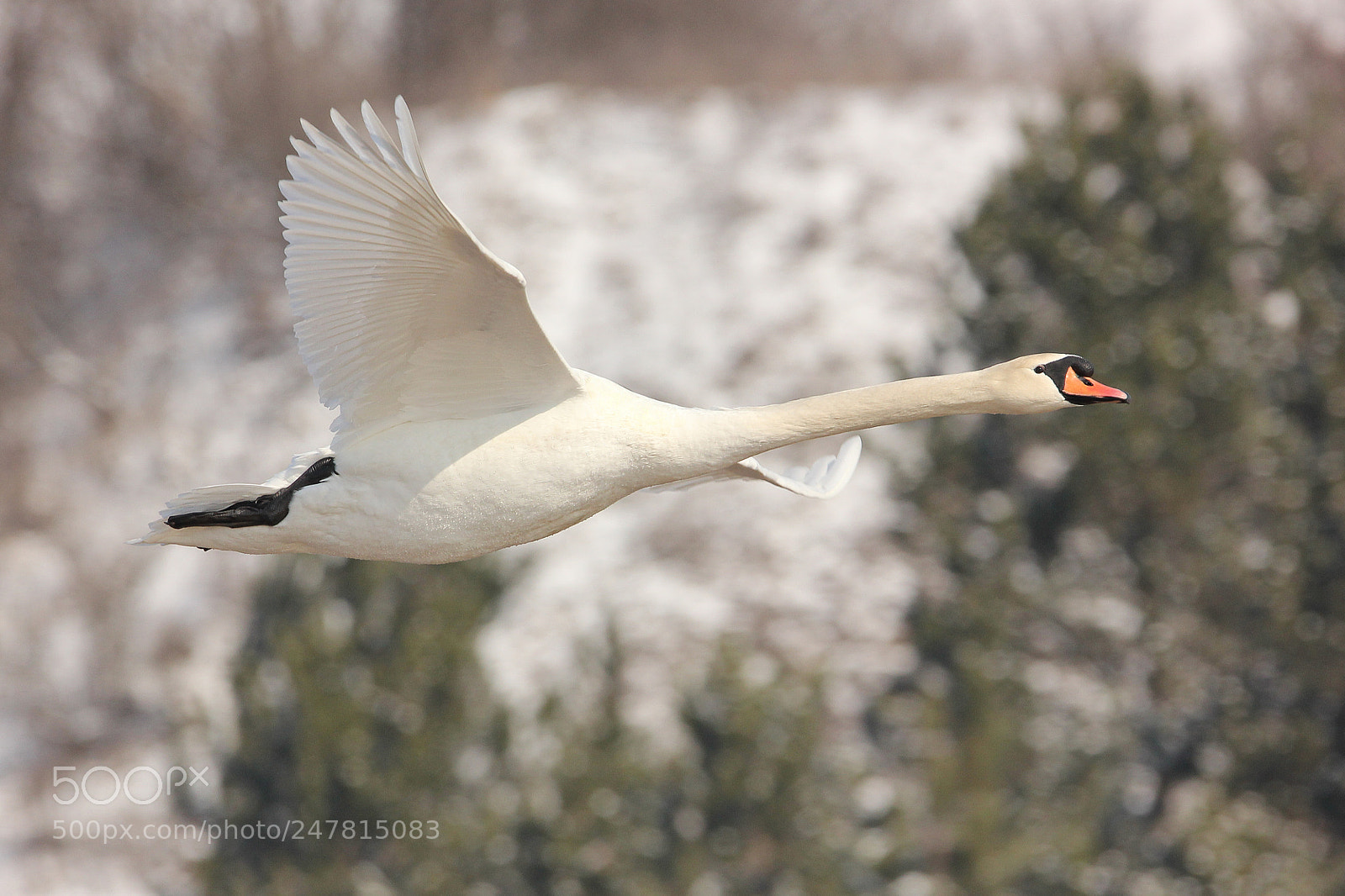 Canon EOS 550D (EOS Rebel T2i / EOS Kiss X4) sample photo. Swan searching for water photography
