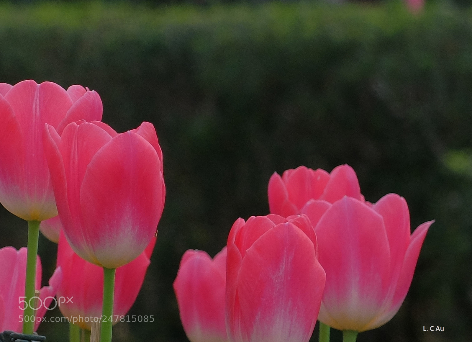 Fujifilm X30 sample photo. Tulip photography