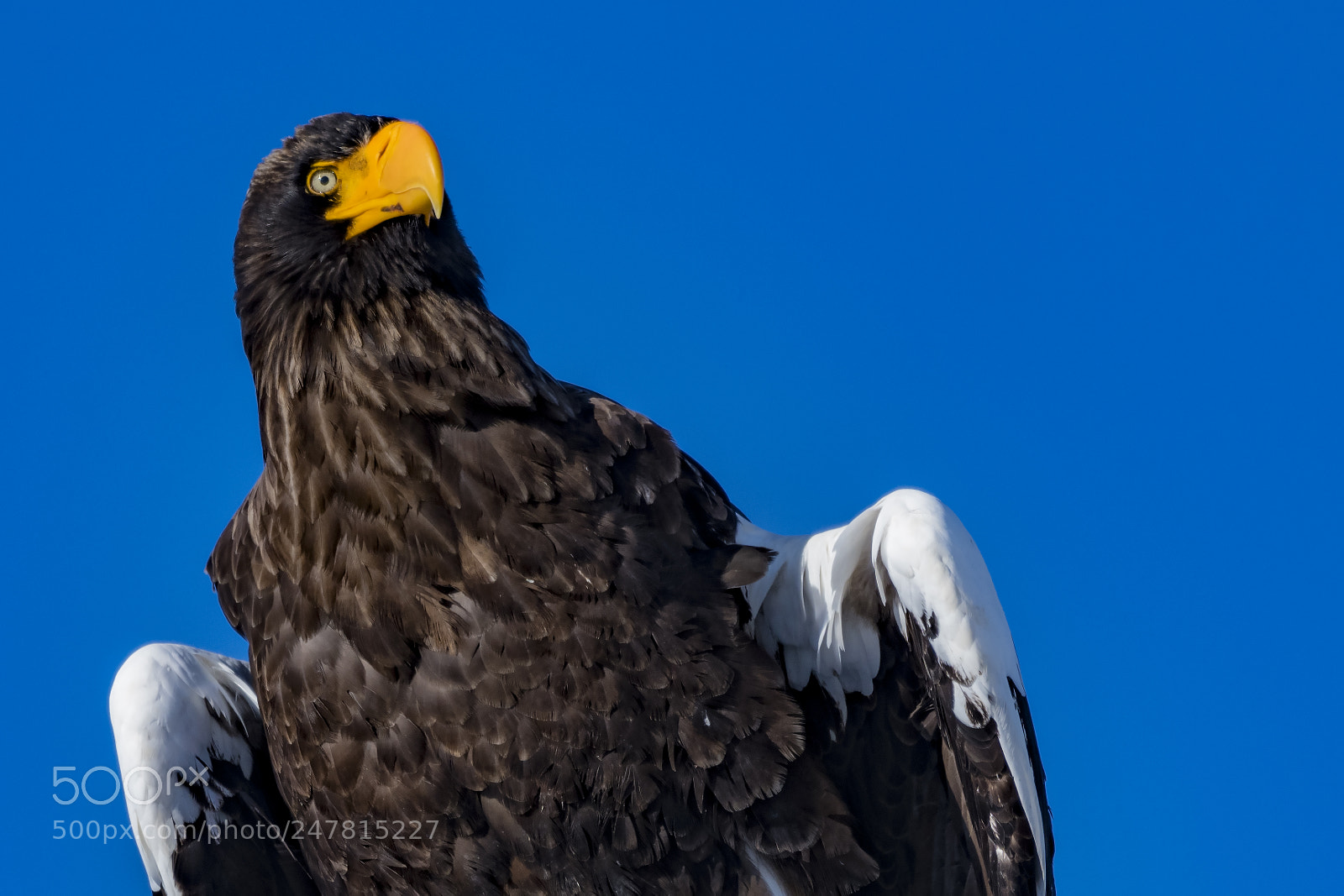 Nikon D850 sample photo. Stellar's sea eagle_2 photography