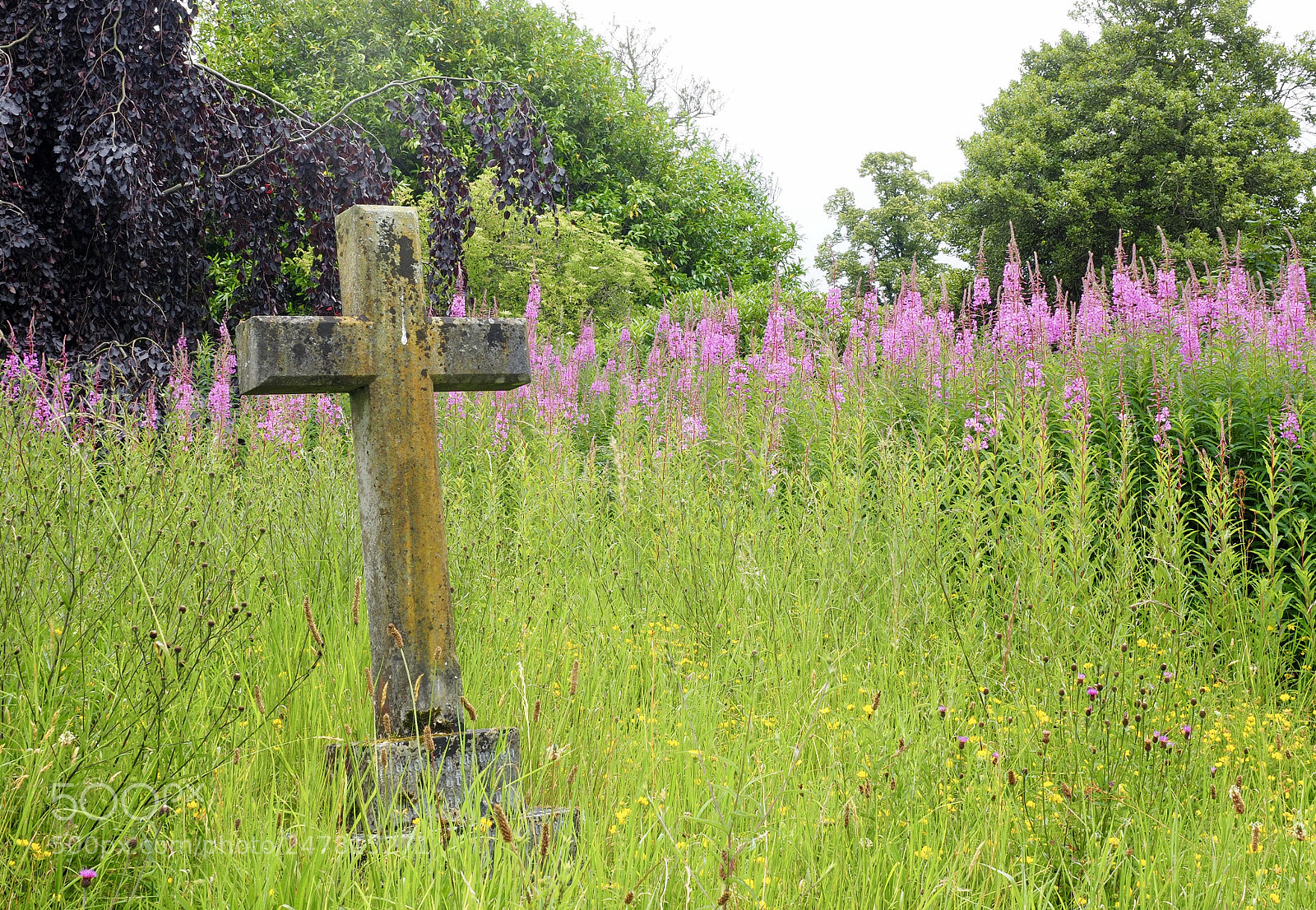 Olympus OM-D E-M5 II sample photo. Buxted churchyard photography