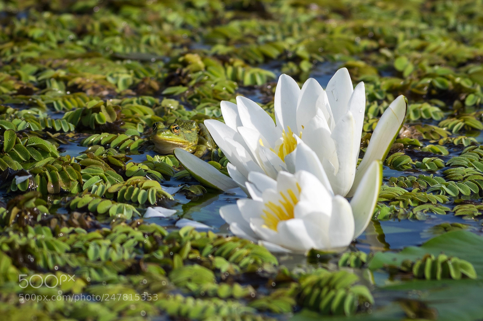 Pentax K-3 sample photo. Perfect camouflage photography
