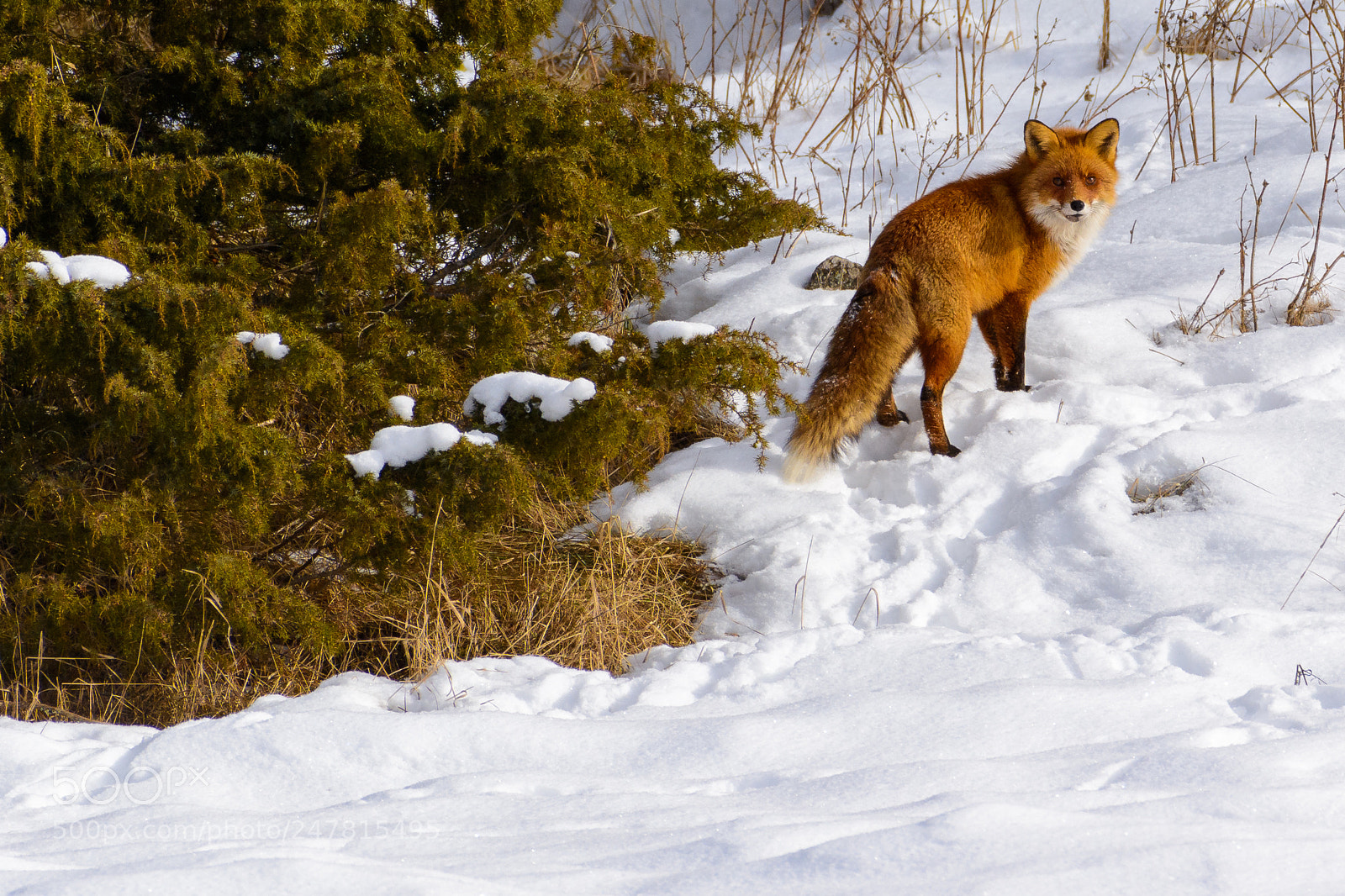Nikon D7100 sample photo. Fox photography
