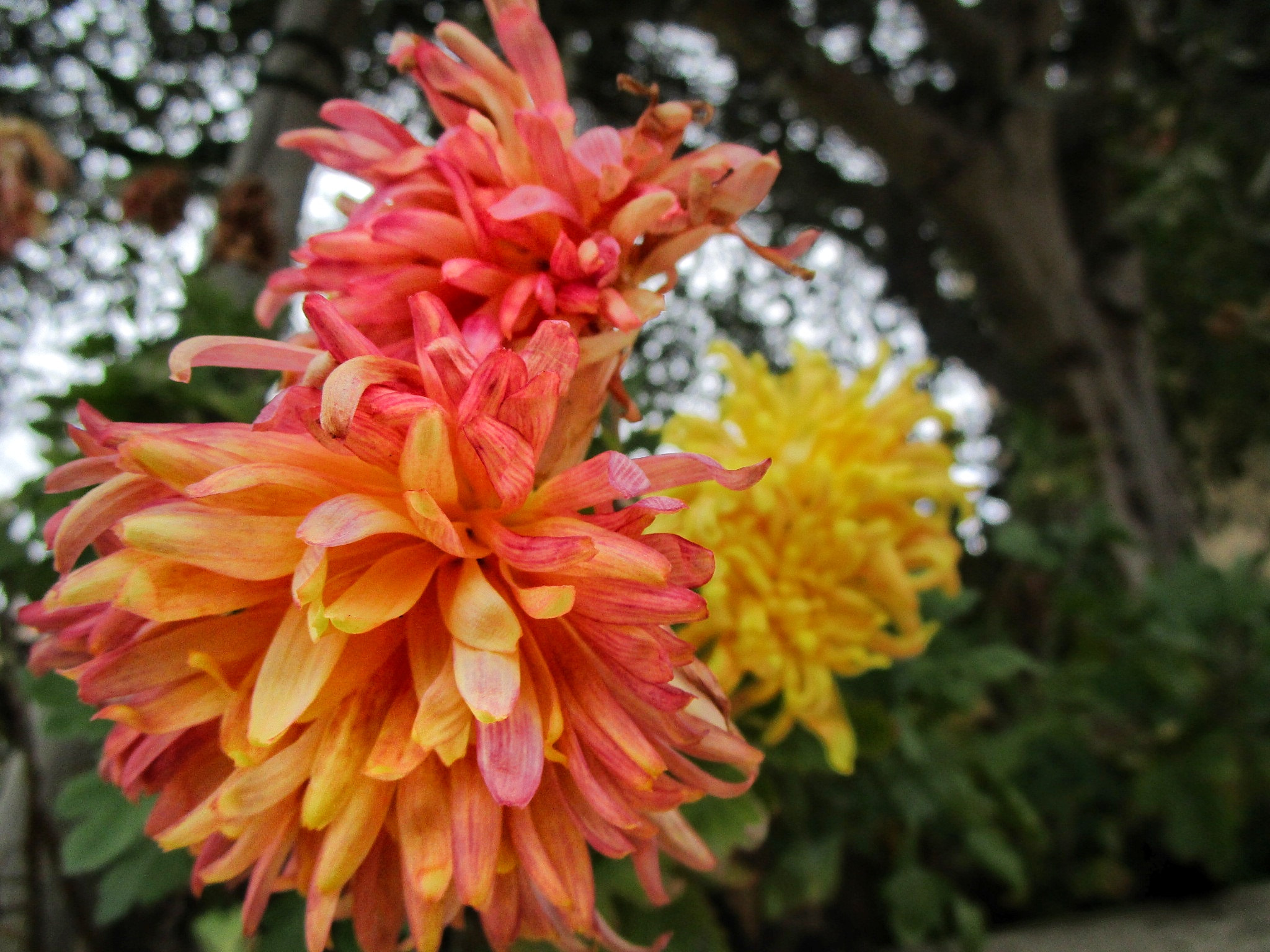 Canon PowerShot ELPH 190 IS (IXUS 180 / IXY 190) sample photo. Beauty photography