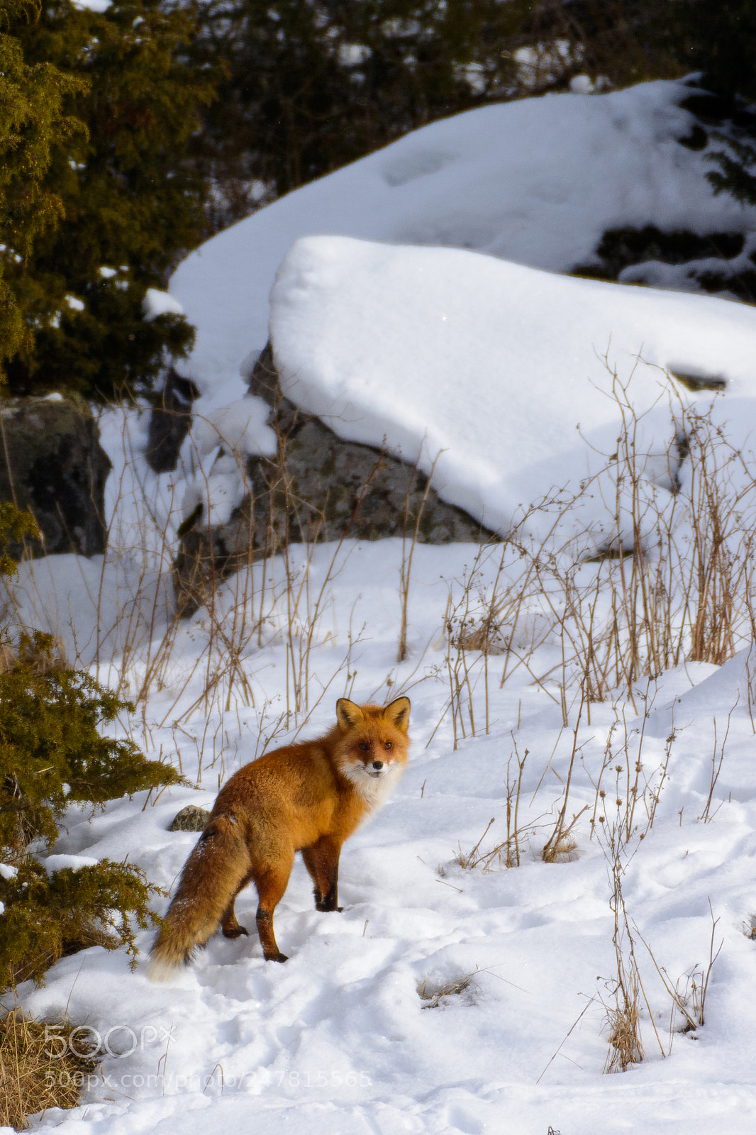Nikon D7100 sample photo. The fox photography